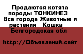 Продаются котята породы ТОНКИНЕЗ - Все города Животные и растения » Кошки   . Белгородская обл.